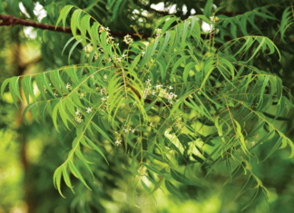 Top 10 Trees at Camana Bay