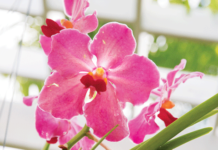 InsideOut joins Garden Club