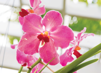 InsideOut joins Garden Club