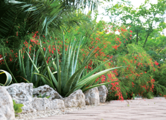 Seaside garden blooms