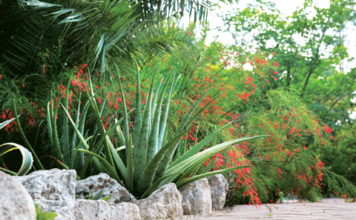 Seaside garden blooms