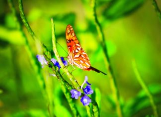 The butterfly effect