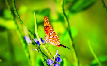 The butterfly effect