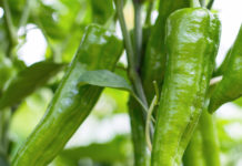 Greenery: A color that connects with nature