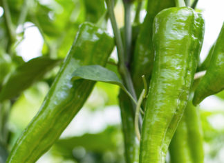 Greenery: A color that connects with nature