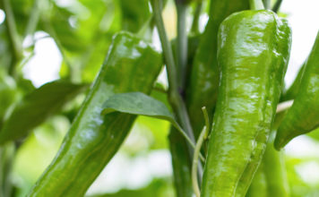 Greenery: A color that connects with nature