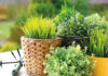 Herb Gardening for Beginners