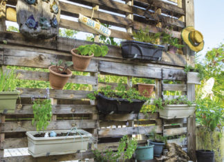 Growing Up Vertical Garden - Bodden Town, Grand Cayman