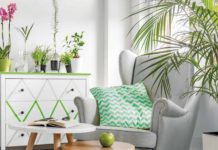 The Growing Trend of Indoor Plants