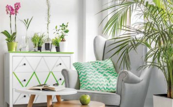 The Growing Trend of Indoor Plants