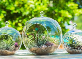 Try a terrarium