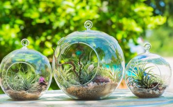 Try a terrarium