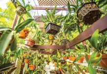 A walk amongst the orchids