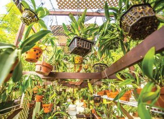 A walk amongst the orchids