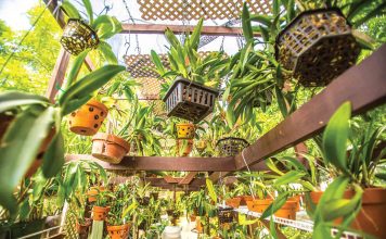 A walk amongst the orchids