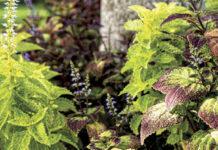 Tackling common garden pests