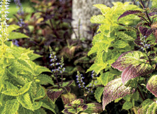 Tackling common garden pests