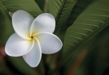 Berna’s garden blooms