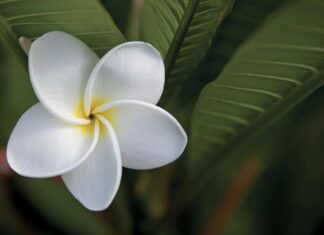 Berna’s garden blooms