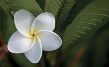 Berna’s garden blooms