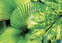 Verdant trees so rare