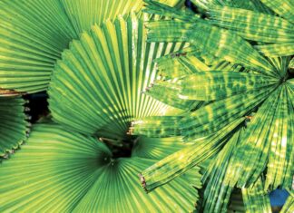 Verdant trees so rare