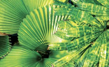 Verdant trees so rare