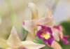 Beautiful blooms