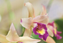Beautiful blooms