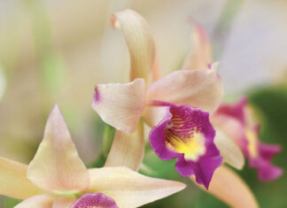 Beautiful blooms