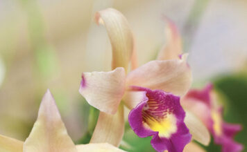 Beautiful blooms